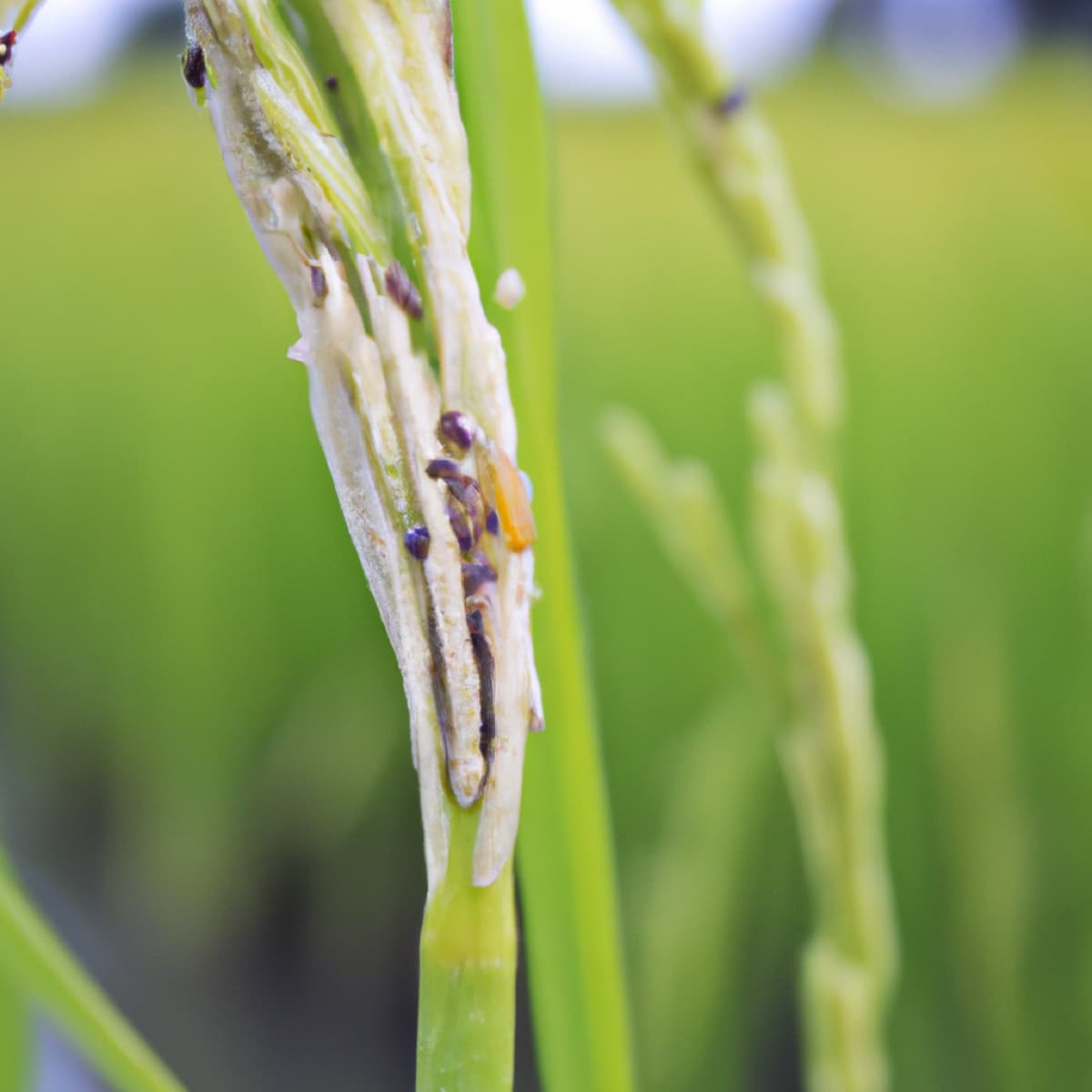 Rice Gall Midge in Paddy Plant