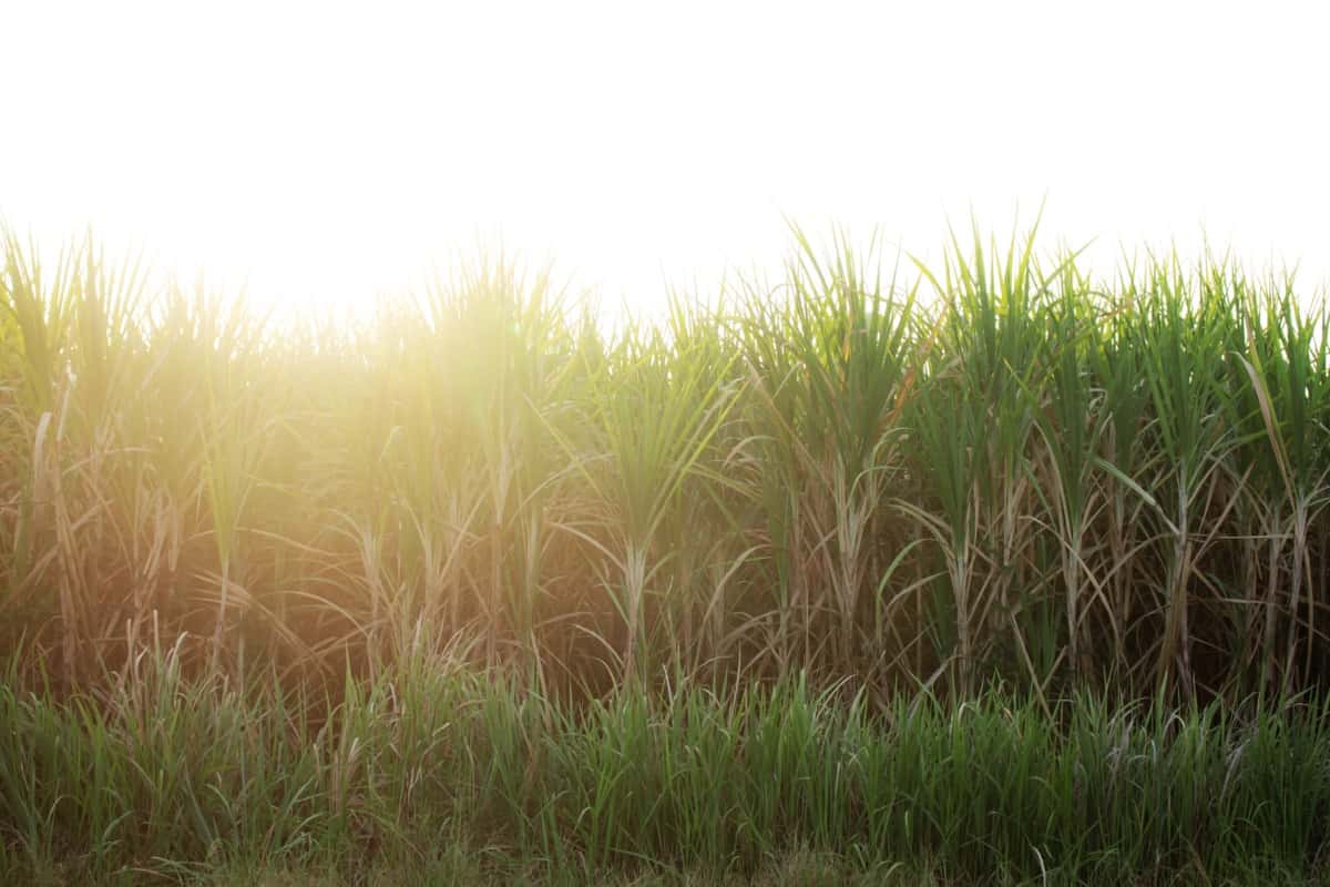 Sugarcane Field
