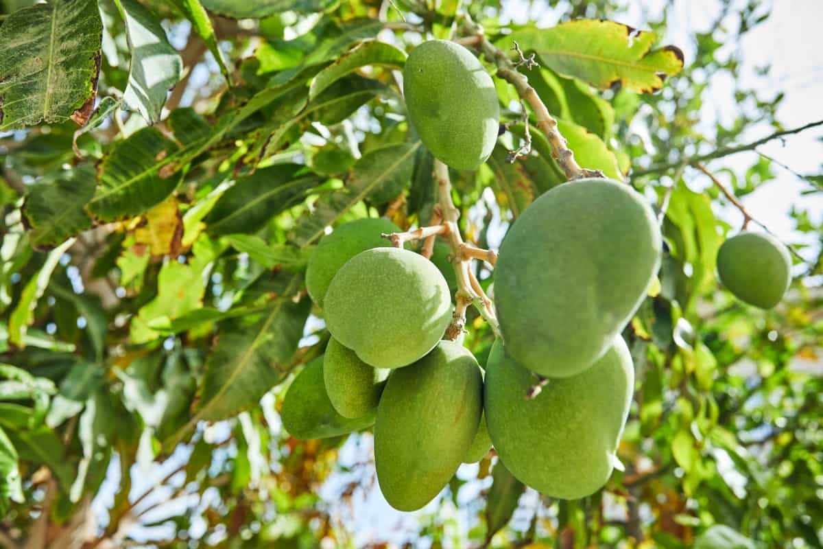 Shoot Borer Pest Management in Mango