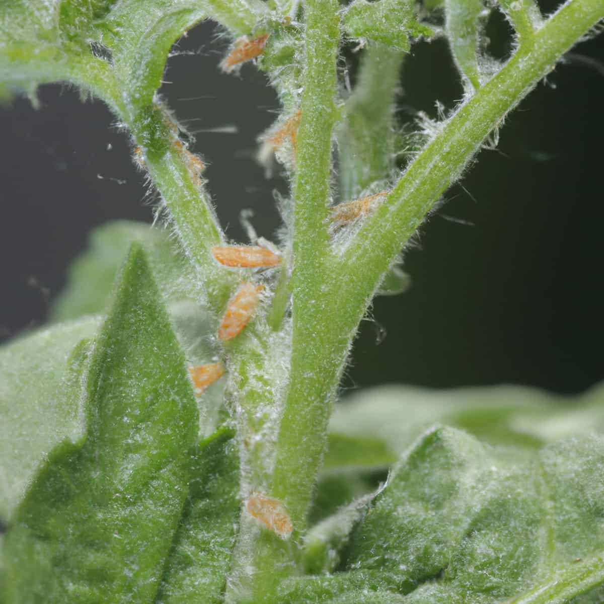Spider Mite Management in Tomato
