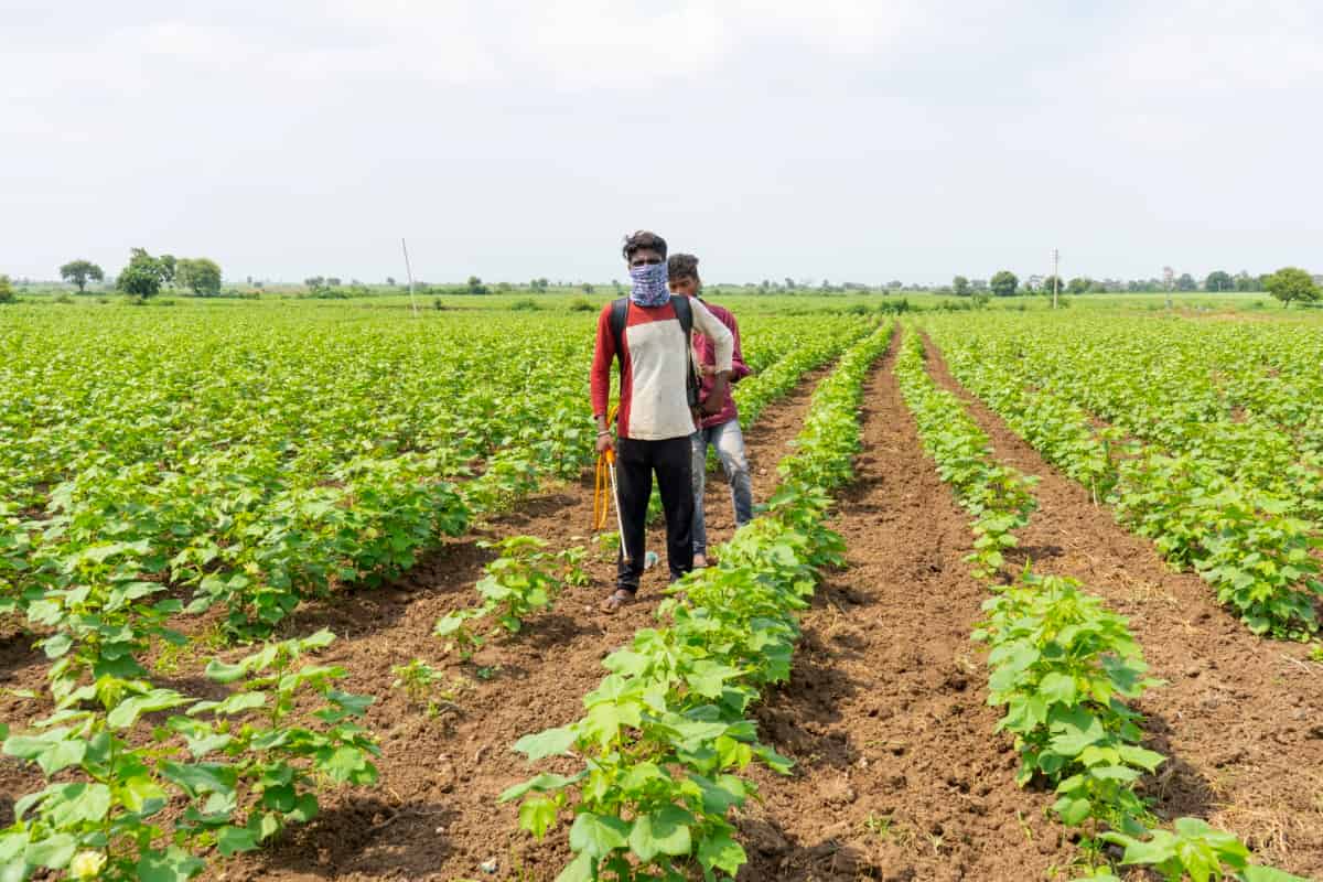 Farmer Spraying Cotton Field with Pesticides and Herbicides