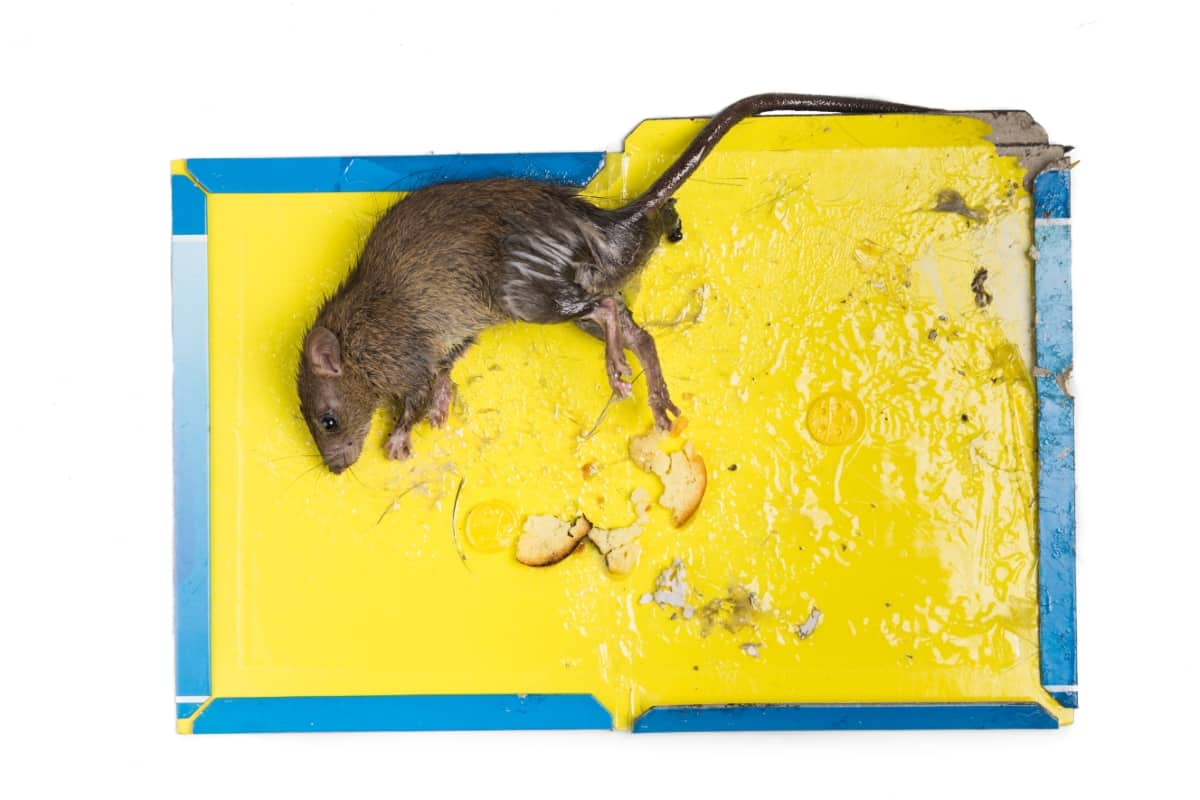 Rat Captured on Disposable Glue Trap Board 