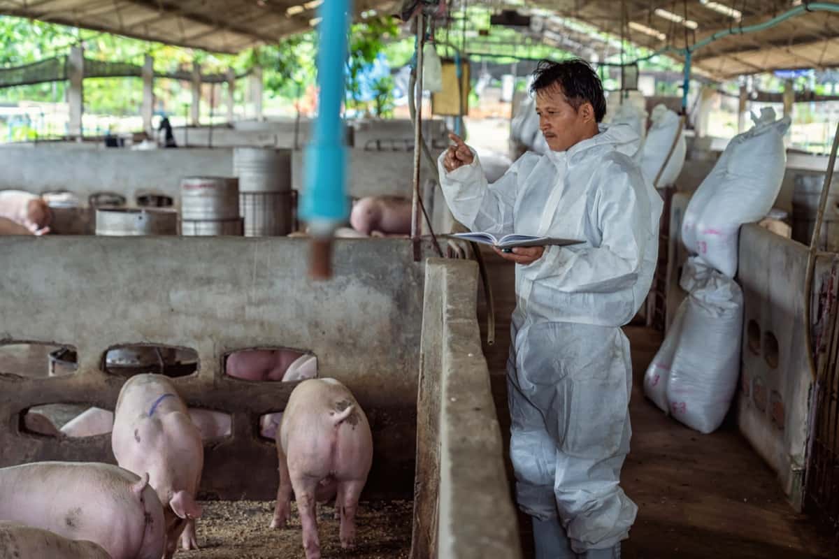 Swine Erysipelas Disease Management in Pigs/Swine