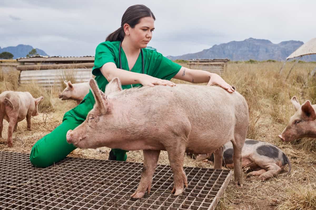 Pigs Treatment