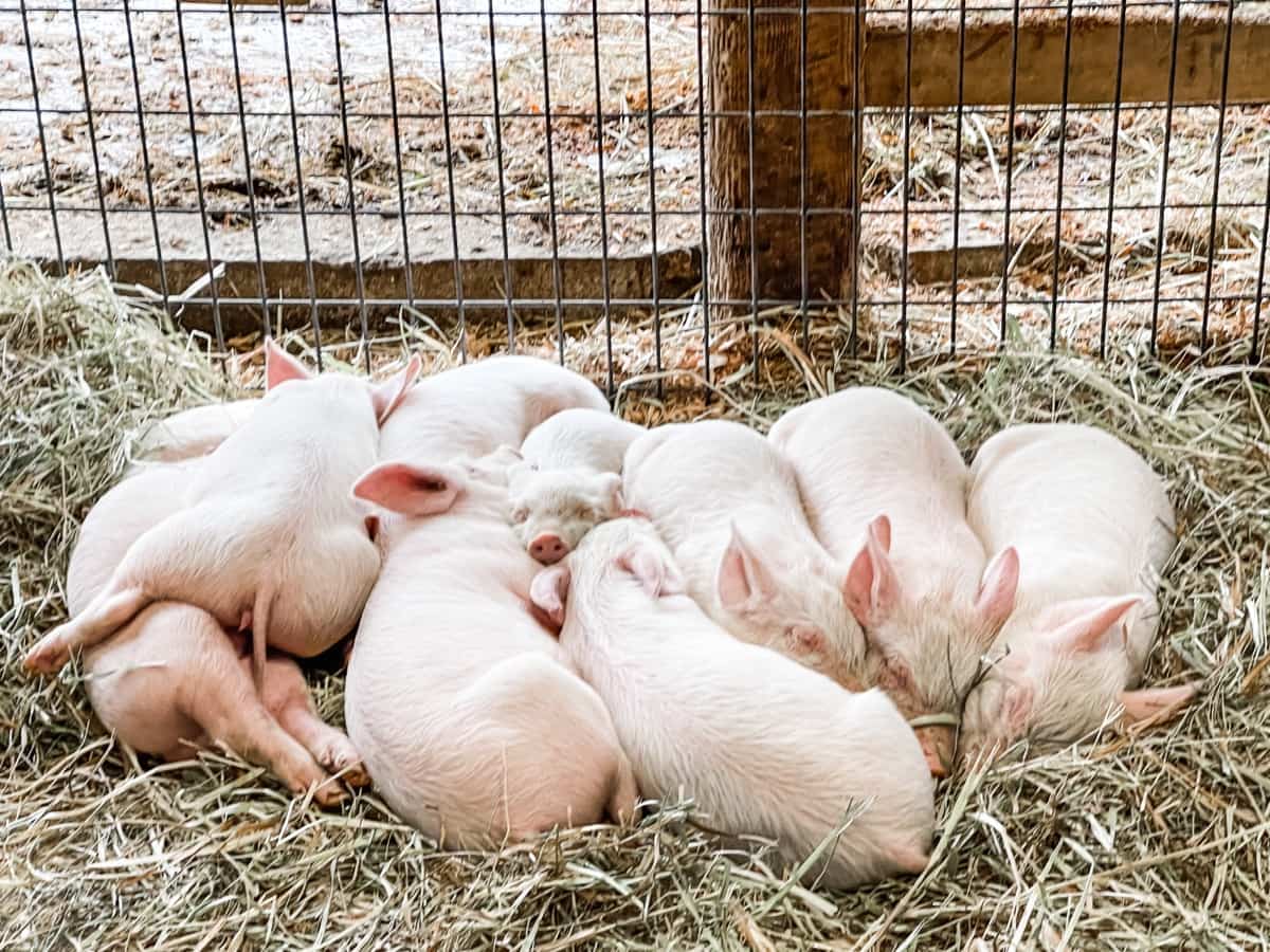 Piglet/Swine Mortality and Anemia Management