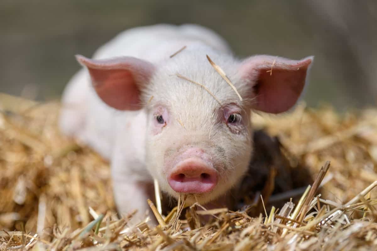 Swine / Baby Pig