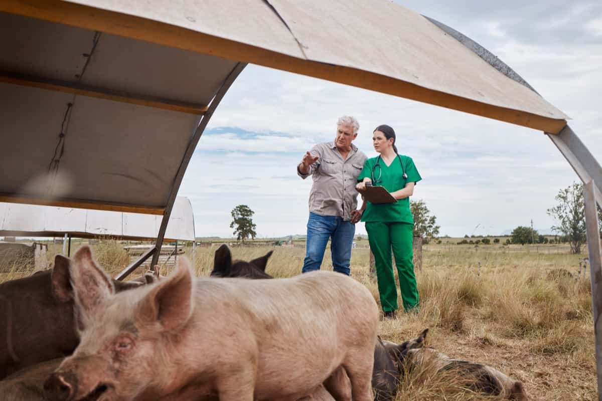 Pig Farming Disease Management