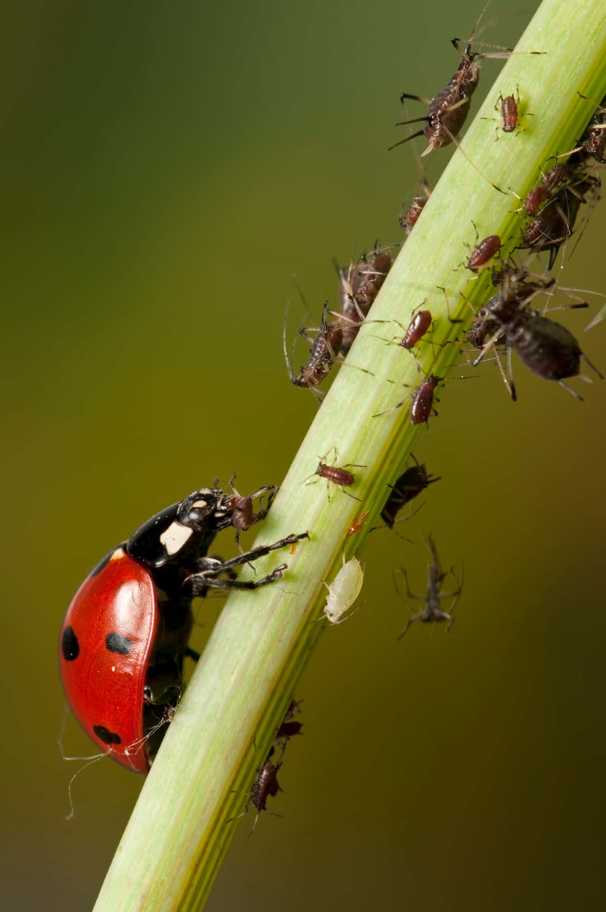 Ladybird Eating Aphids