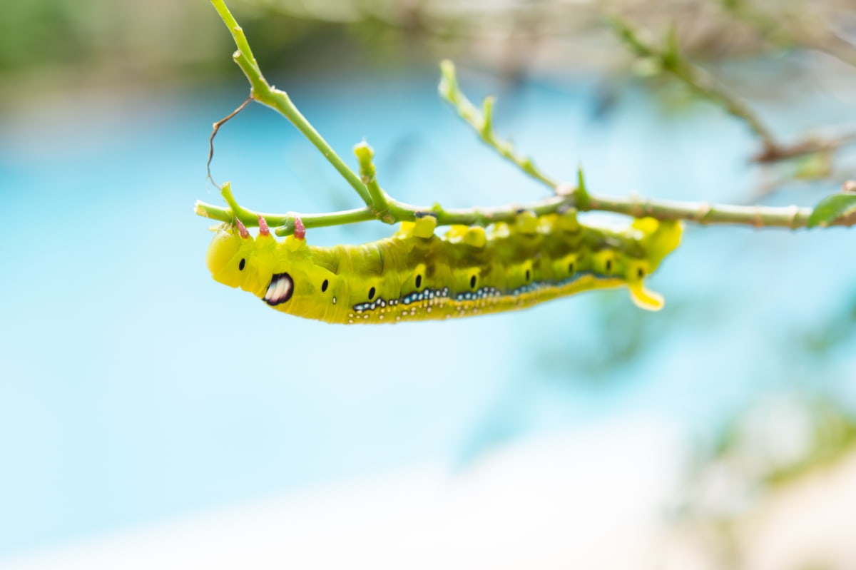 Top 10 Homemade Garden Caterpillar Sprays