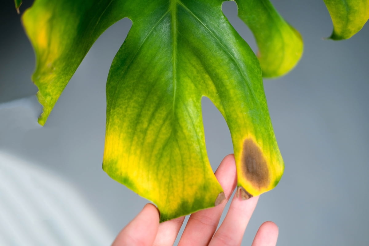 Top 10 Homemade Remedies for Chlorosis