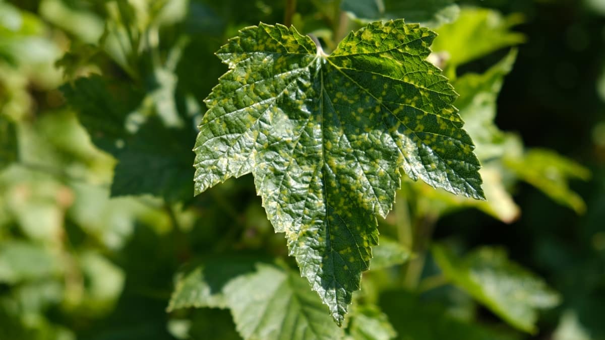 Leaves Damaged by Fungal Diseases 