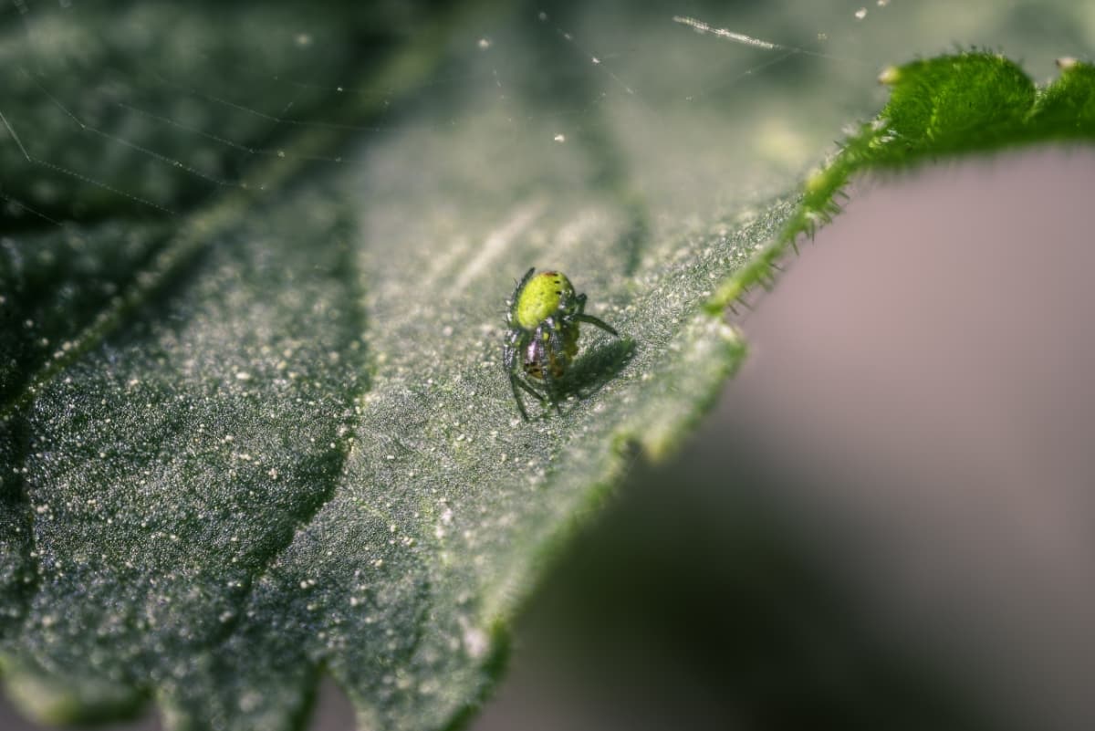 Little Green Spider