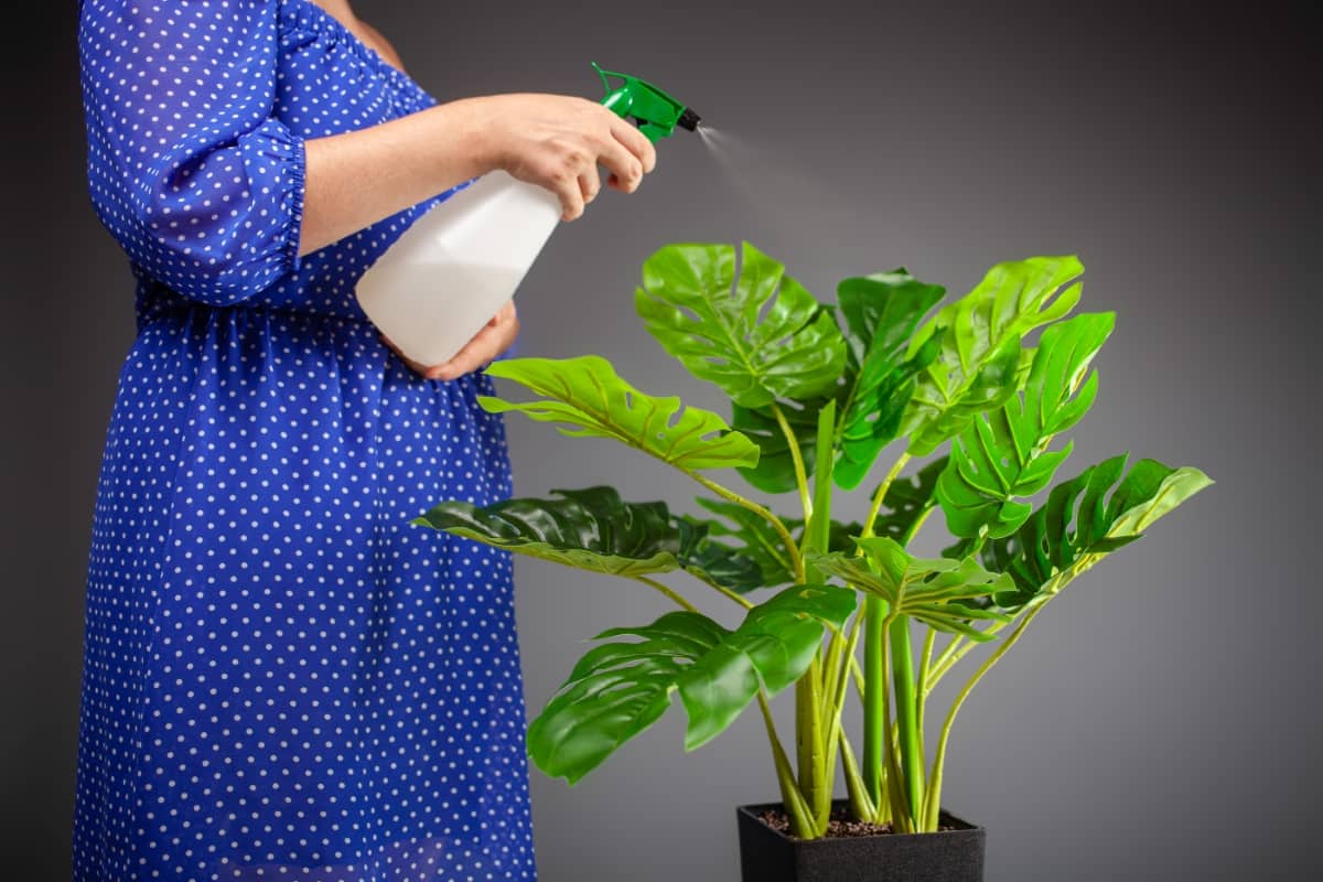 Caring for A Houseplant