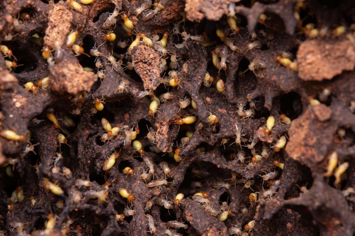 Top 10 Signs of Termites in Your Home