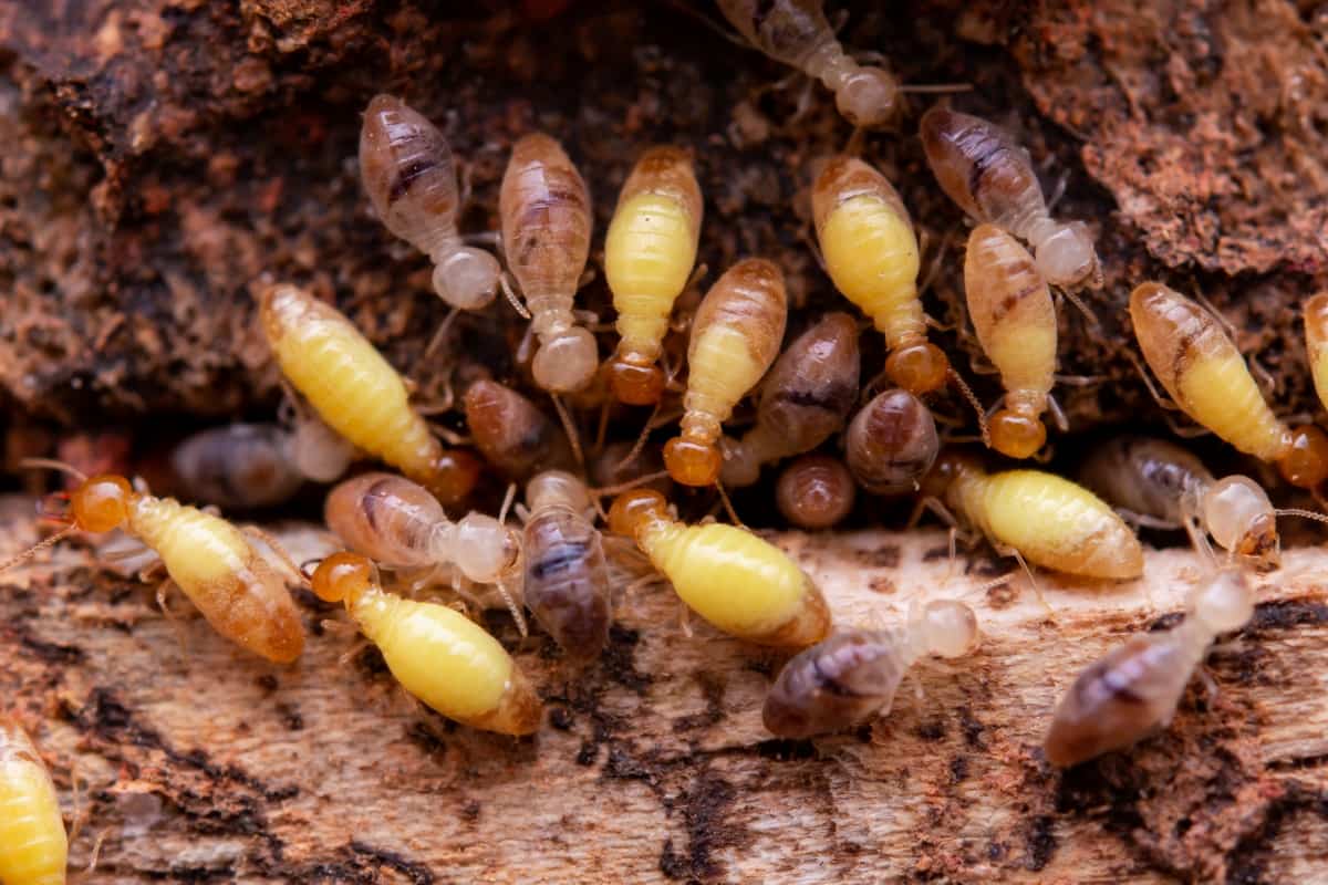 Termites Eat Wooden Planks