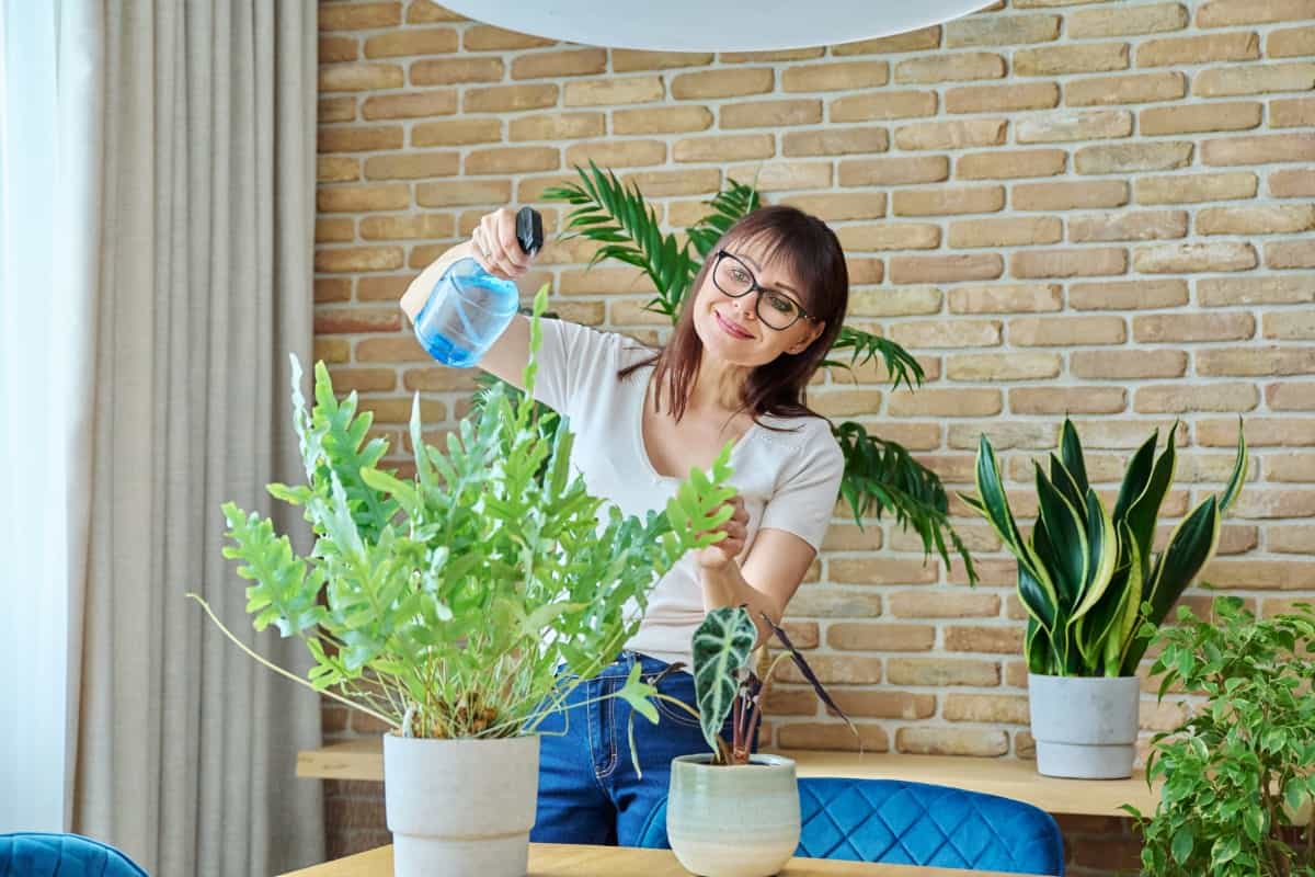 Spraying Indoor Plants