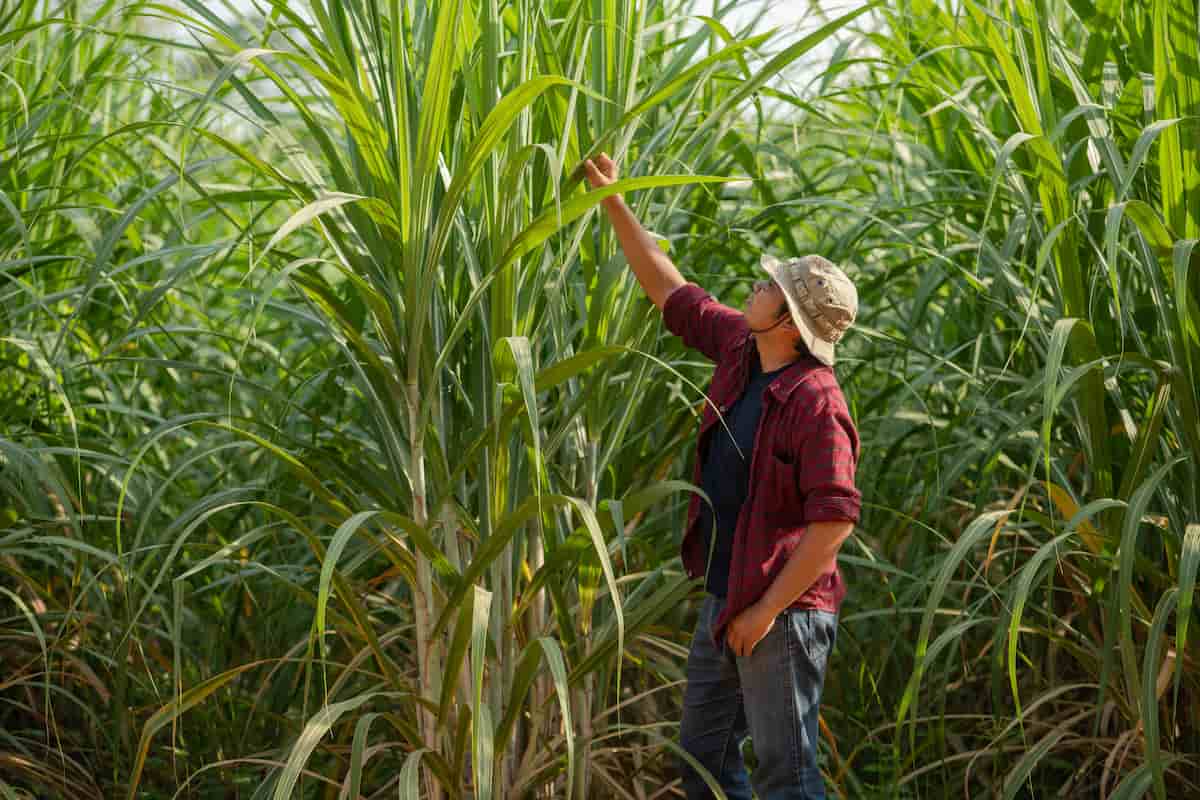 Top Borer Management in Sugarcane
