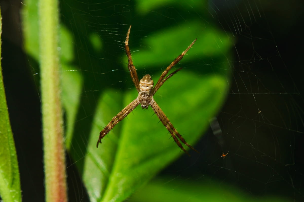 Spider Is Knitting Fiber to Trap Insects