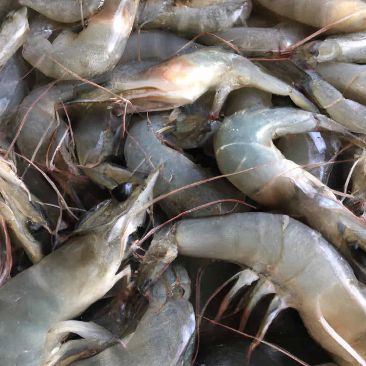 Raw Shrimps