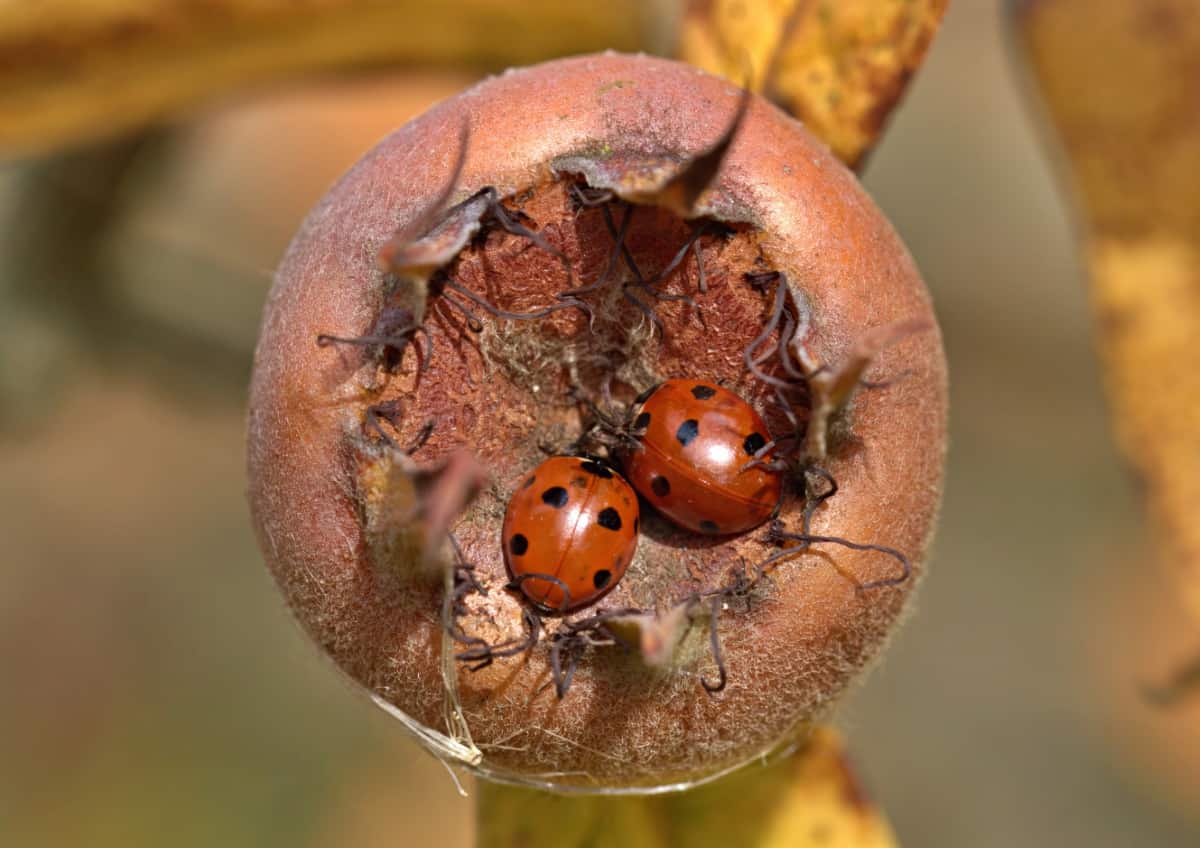 Ladybirds Sheltering in A Medlar Fruit