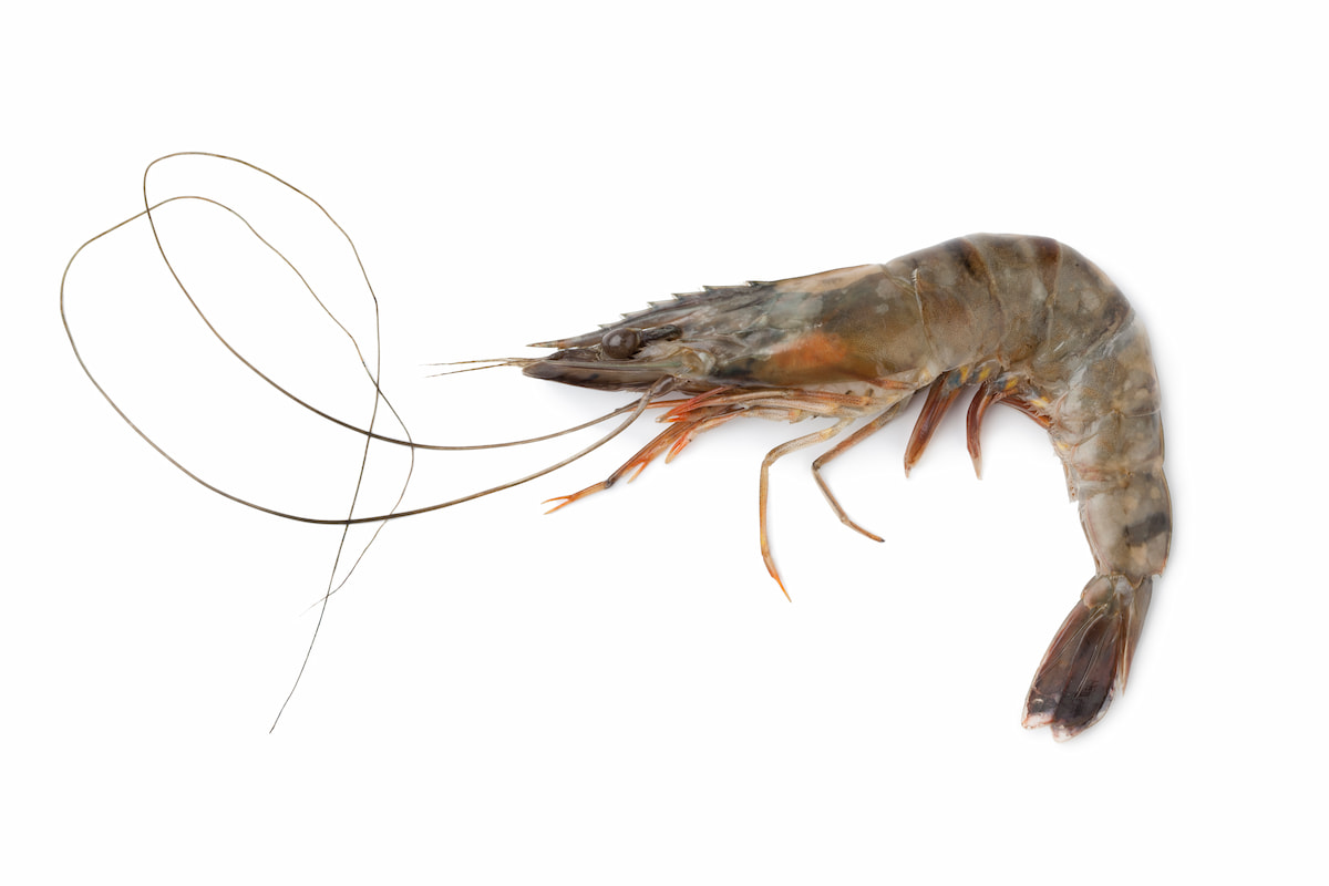 White Gut Disease Management in Shrimp
