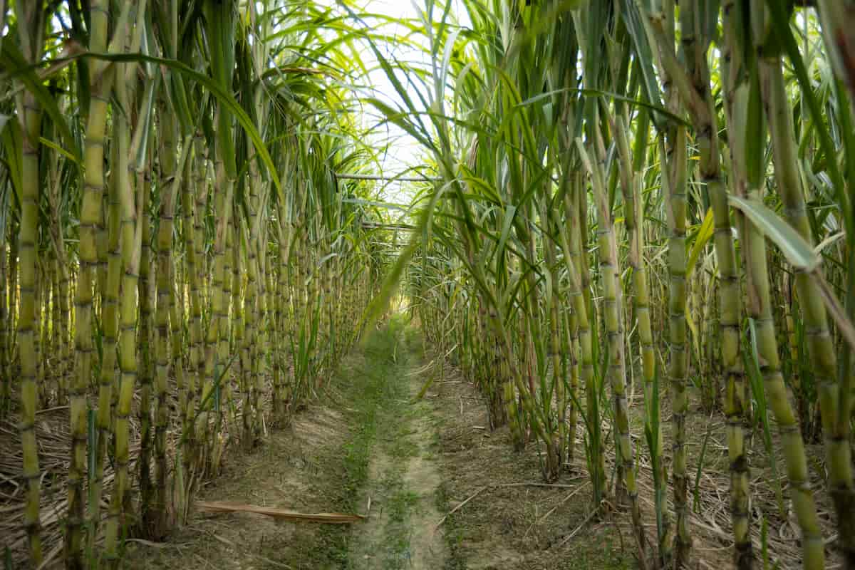 Sugarcane Plantation