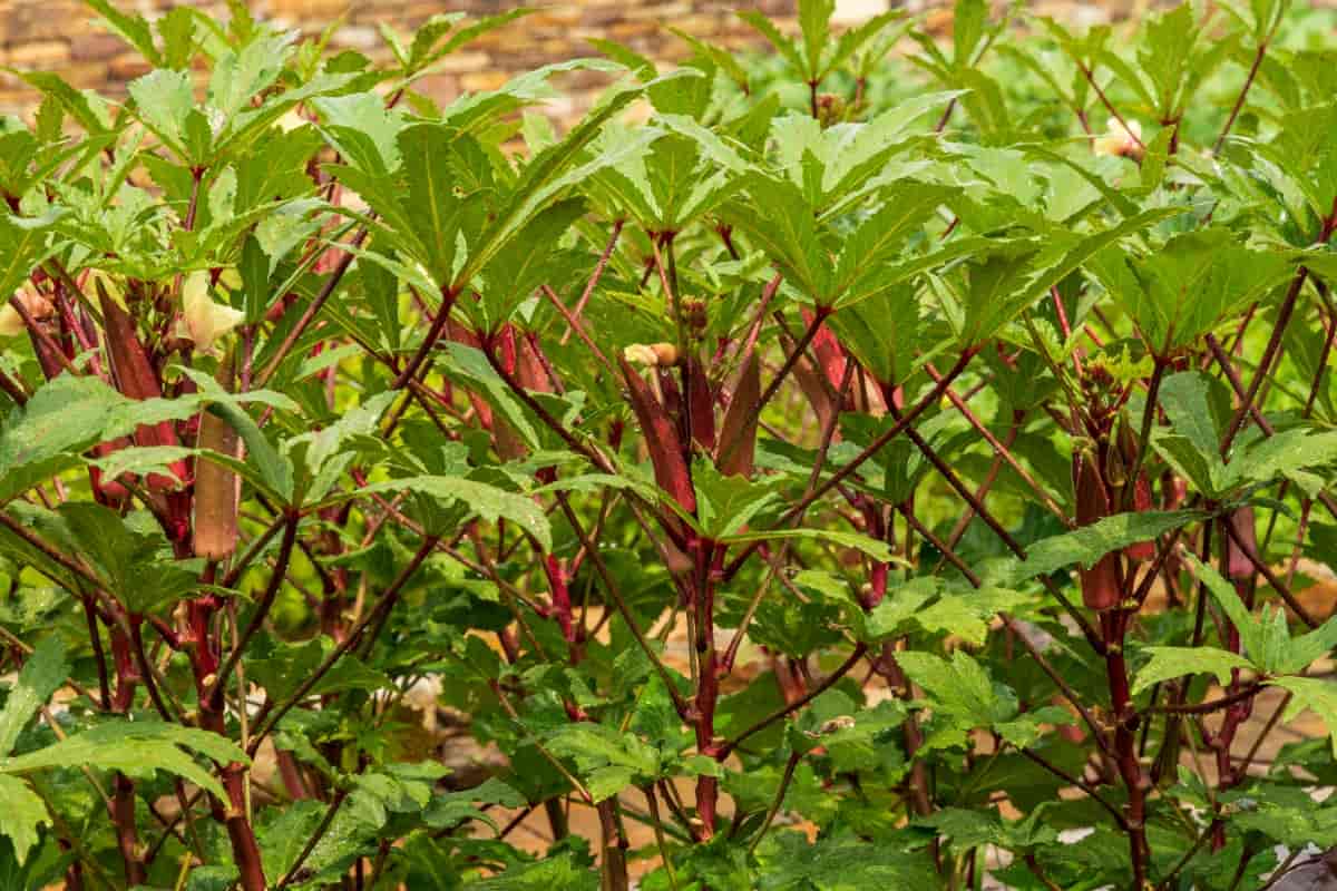 Red Okra Plants