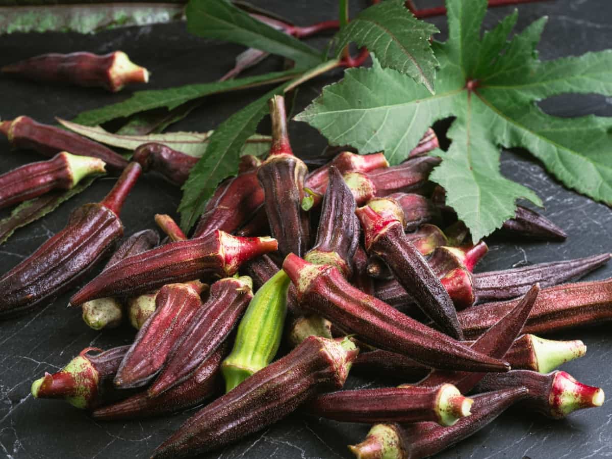 Red Okra